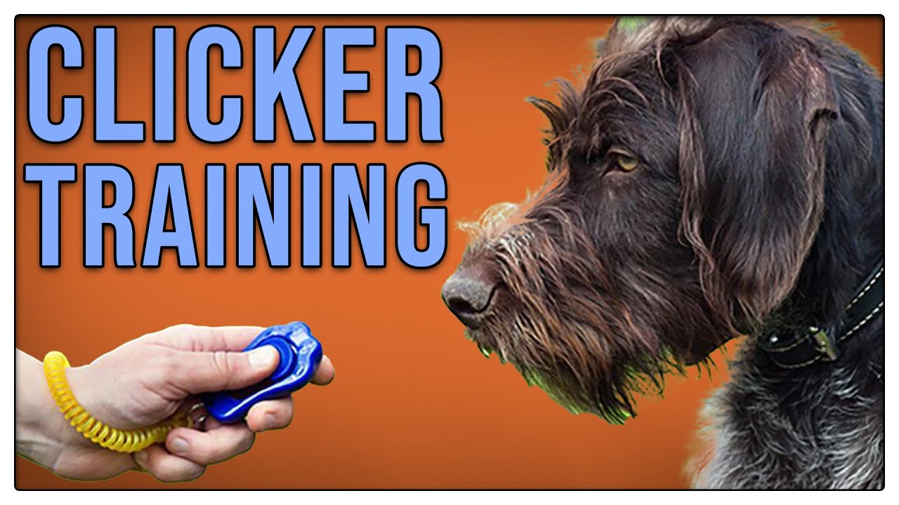 Clickertraining - Wie es aufgebaut wird und was ich davon halte - TGH 352