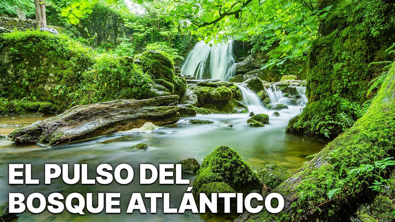 El Pulso del Bosque Atlántico | Especies raras
