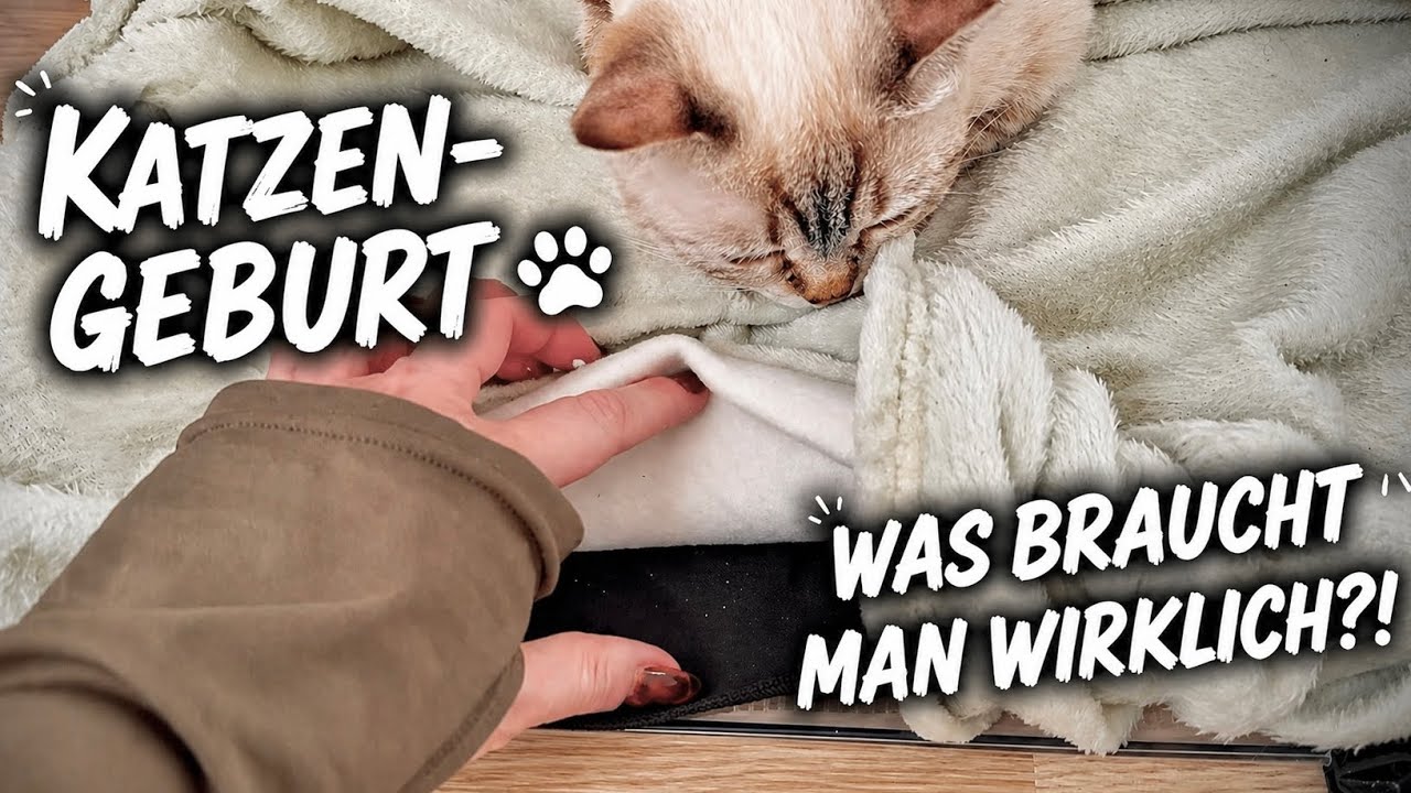 HILFE die Kitten kommen!!! Was man braucht wenn es soweit ist... Meine Tipps