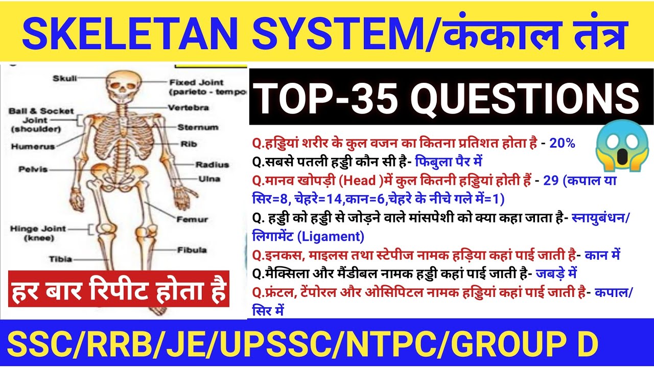 😱 कंकाल तंत्र के TOP-35 प्रश्न | SKELETAL SYSTEM MCQ।#science #rrb #biology #ssc @GK&SCIENCEMANTHAN