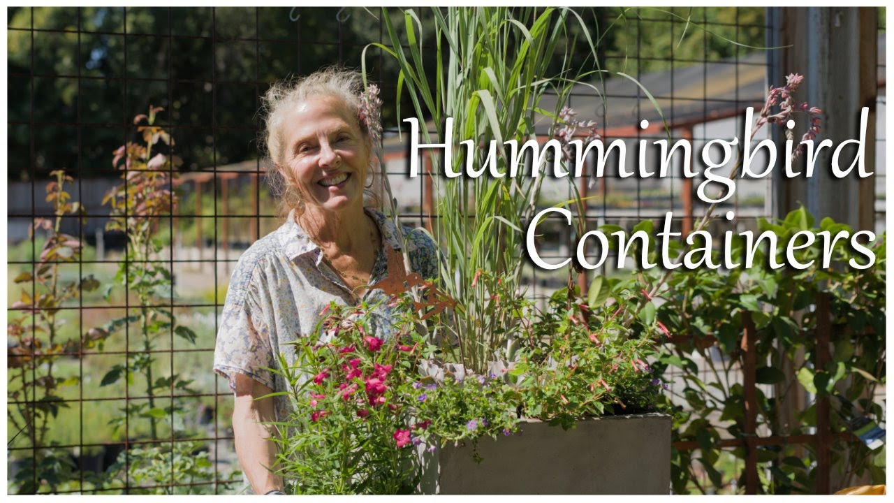 🪶🌸Want to Attract Hummingbirds? Create a Container Garden Paradise! 🌸🪶#hummingbirdgarden