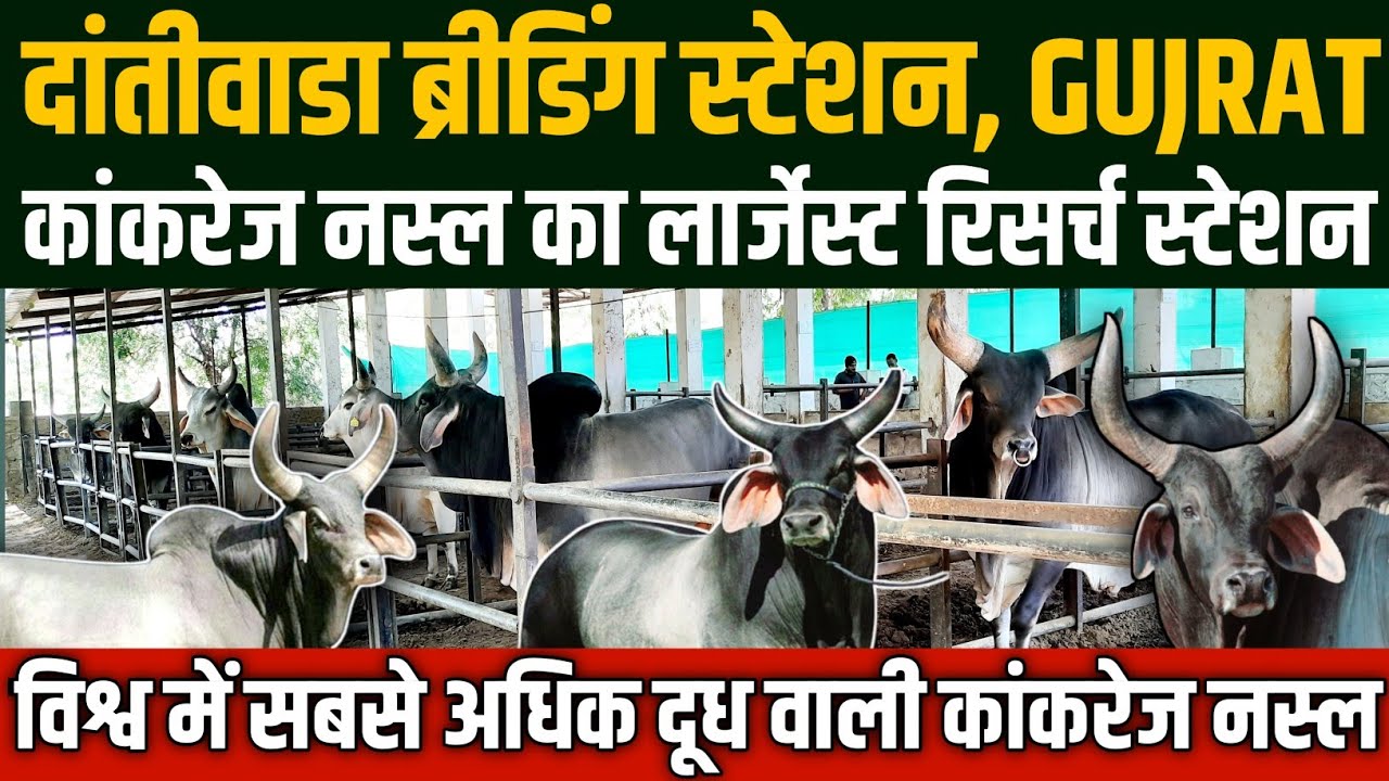 👍HF से भी ज्यादा रिकार्डवाला KANKREJ का लाइव स्टॉक रिसर्च स्टेशन,Kankrej cow dantiwada,Kankrej gay.