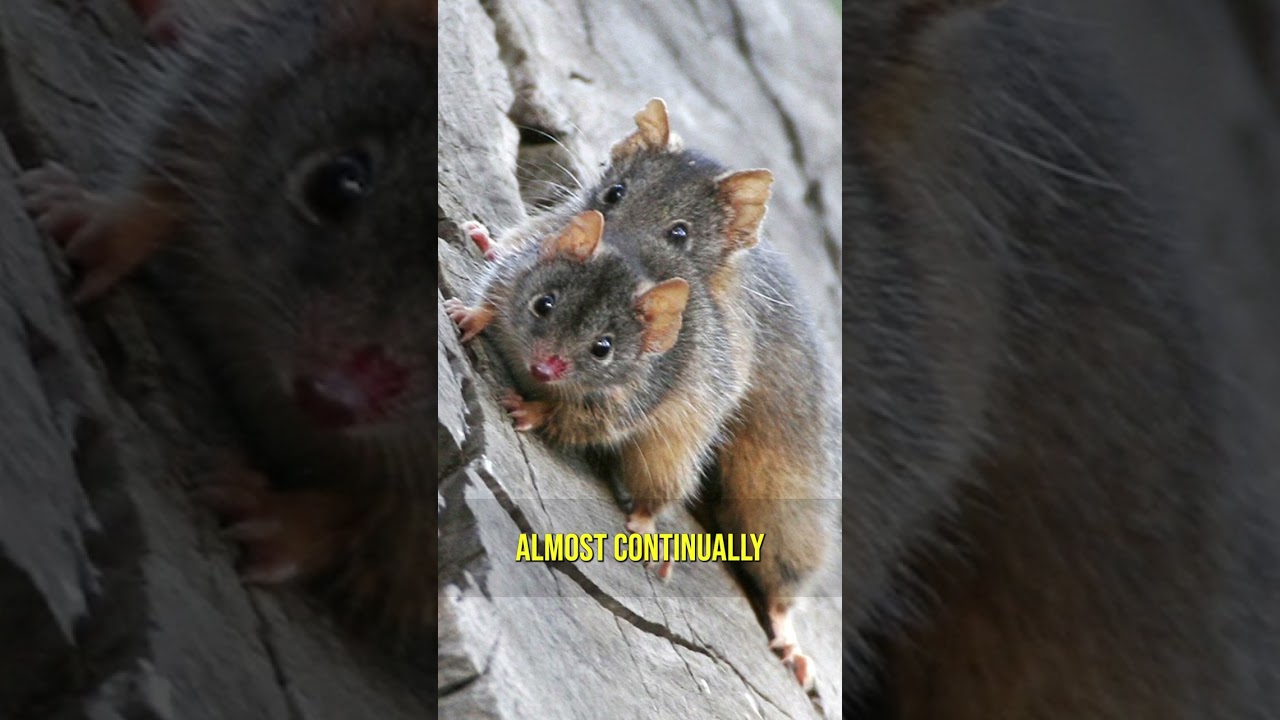 Animals that MATE to Death?!