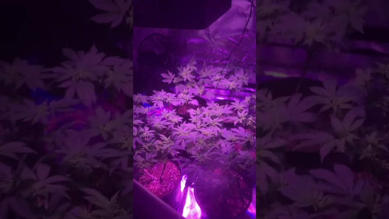 Bestva 1000 watt led grow light.  8 plant veg