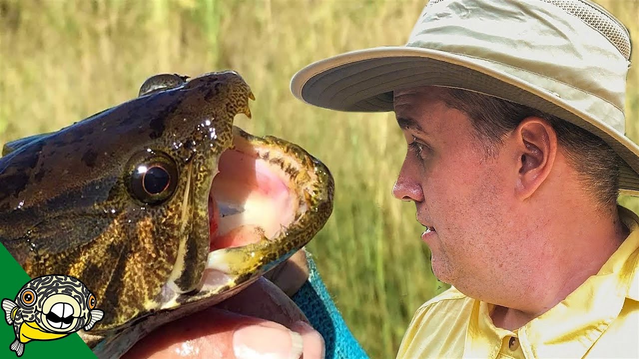 Catching Wild Fish For Aquariums! Peru Trip 2018 Part 2
