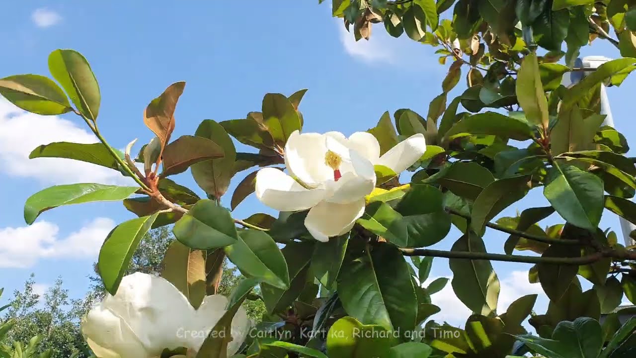 Magnolia grandiflora `24 Below` (4k) in north Germany