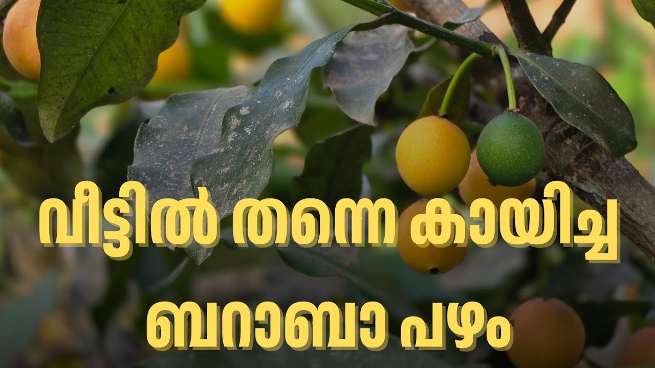 വിശ്വസിക്കുമോ? ബറാബാ പഴം വീട്ടിൽ കായിച്ചു 😍 | Pookkulathel AgriFarm
