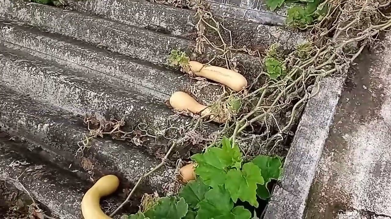 Calabacines del techo