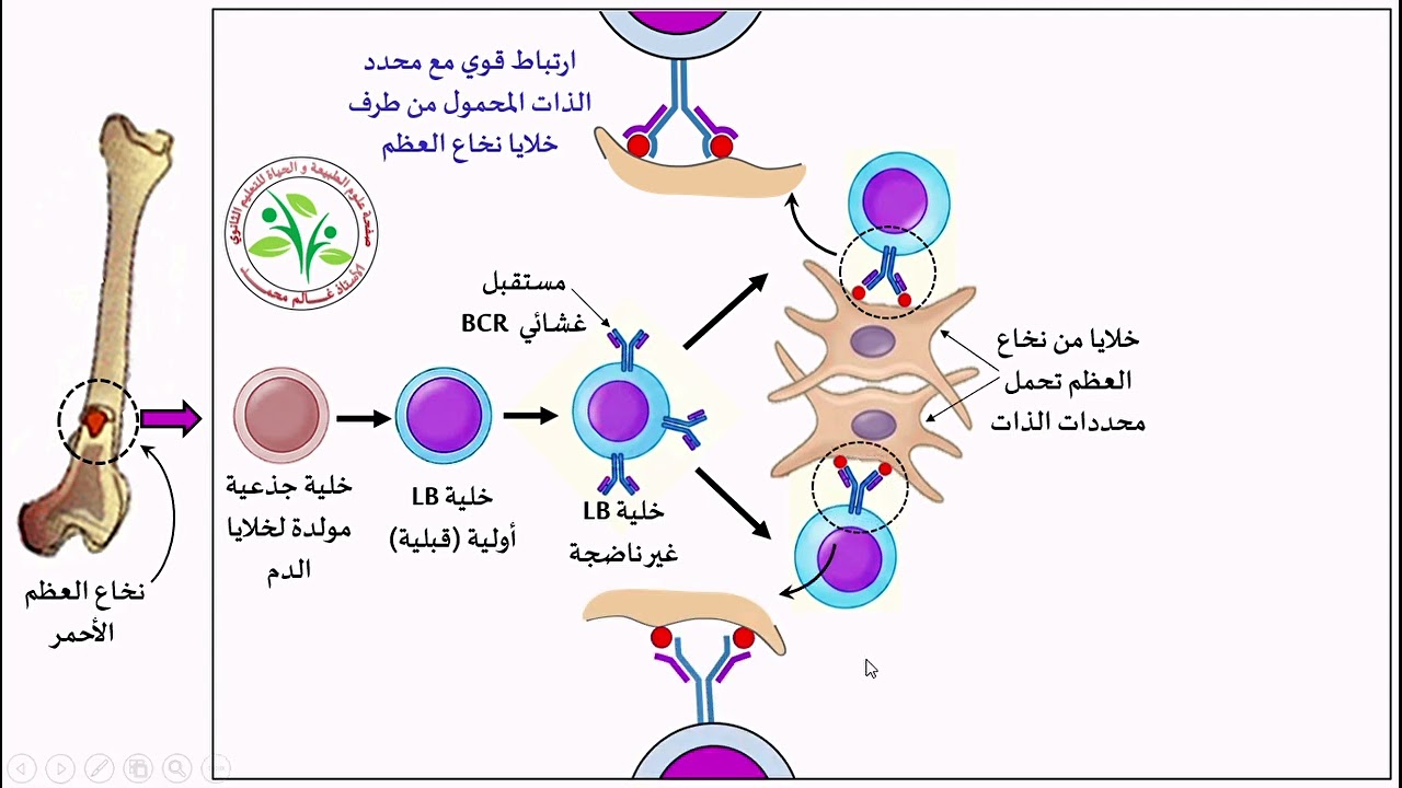 نشأة و نضج الخلايا اللمفاوية LB  في نخاع العظم الأحمر
