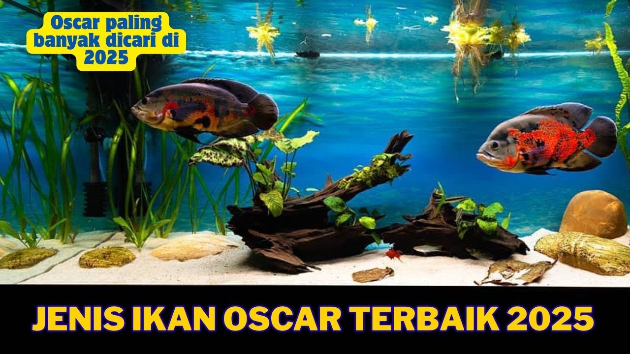 Jenis ikan oscar terbaik dan terpopuler 2025 dunia ikan