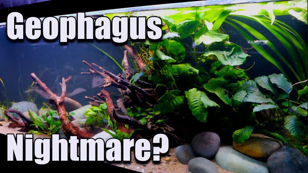 Did The Geophagus Paradise Tank Turn Into a NIghtmare?