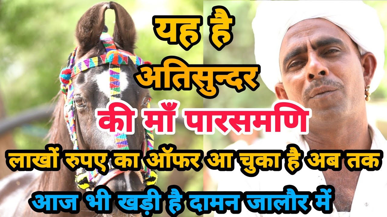 वर्ल्ड फेमस अति सुंदर घोड़े की मां पारसमणि आज भी खड़ी है जालौर के दामन गाँव मे