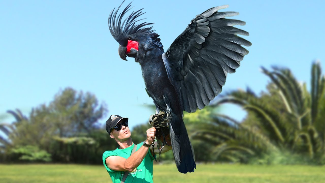 10 Most Expensive Birds In The World!