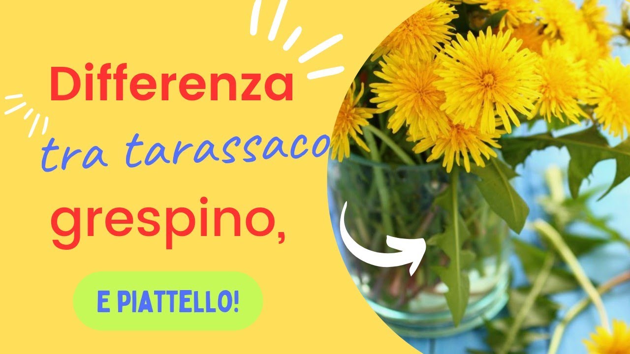 DIFFERENZA TRA TARASSACO , GRESPINO E PIATTELLO