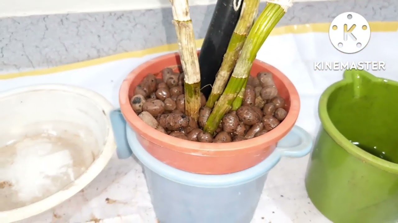 ऑर्किड रोपाला खत कस द्यावं | माझी बाग 436 | fertilizer to orchide plant