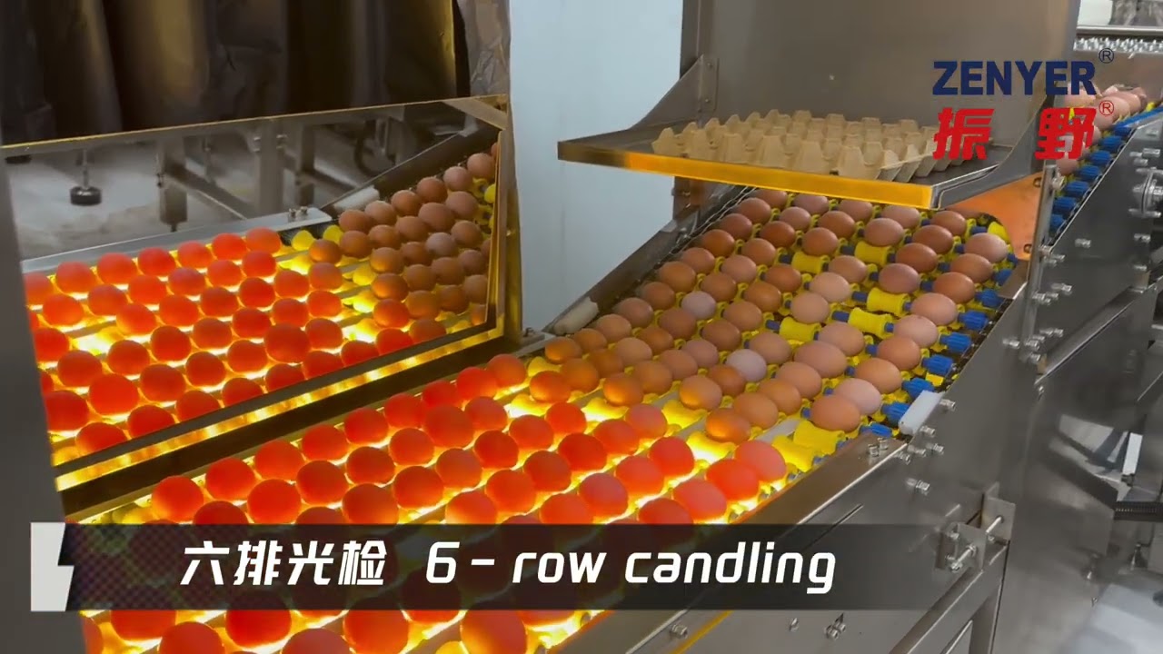 ZENYER 109 Egg grader Auto packer Visual AI detector operation in Australia-30000 eggs/hour
