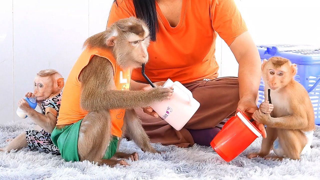 Feeding Time For Baby Luka's Family Drinking Favorite Milk