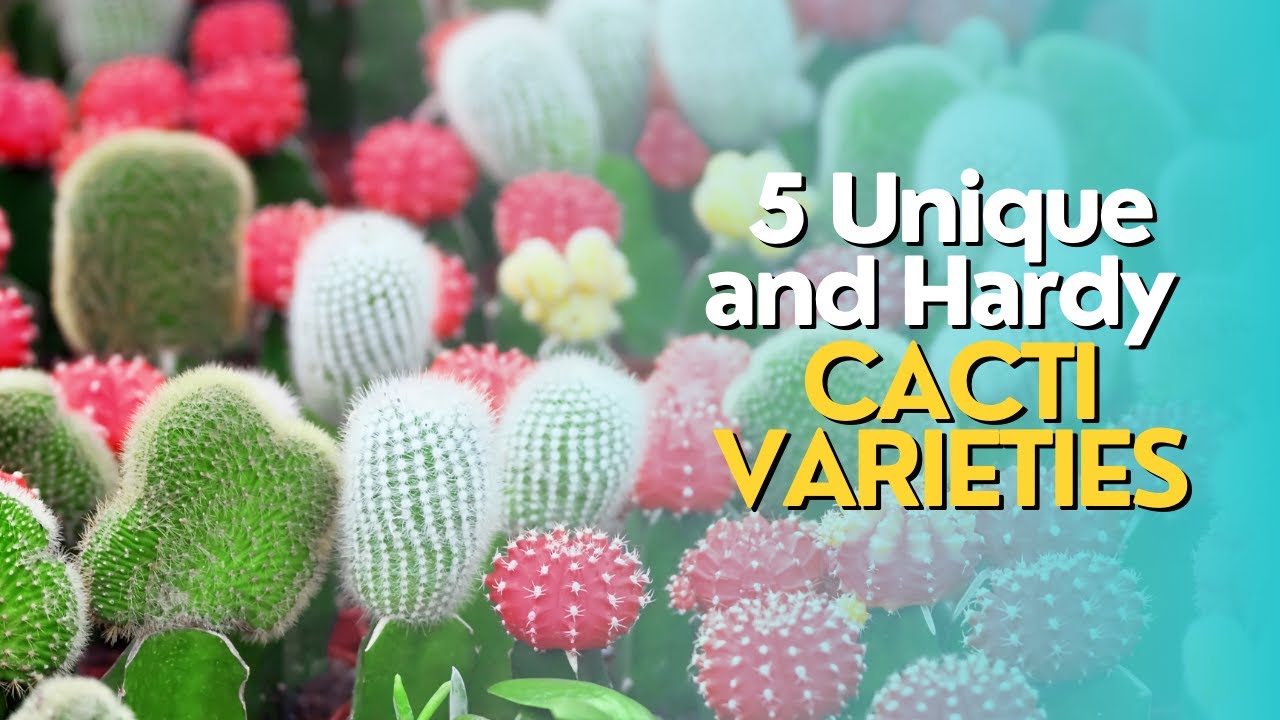 Top 5 Unique and Hardy Cacti Varieties