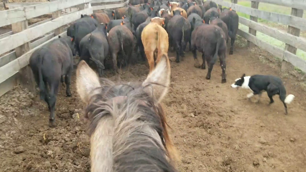 Moving cattle up the alley with Brick and Solo