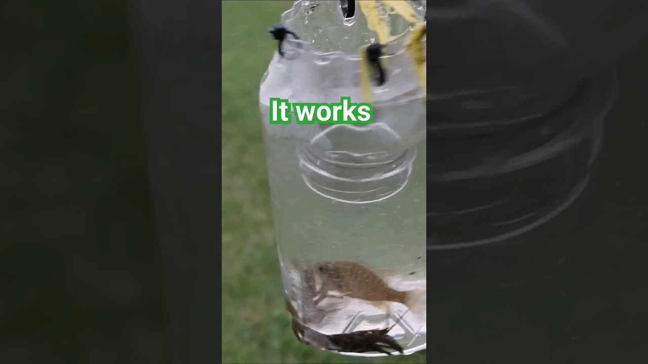 Easy DIY Fish Trap. #fish #fishing #fishtrap #diyfishing