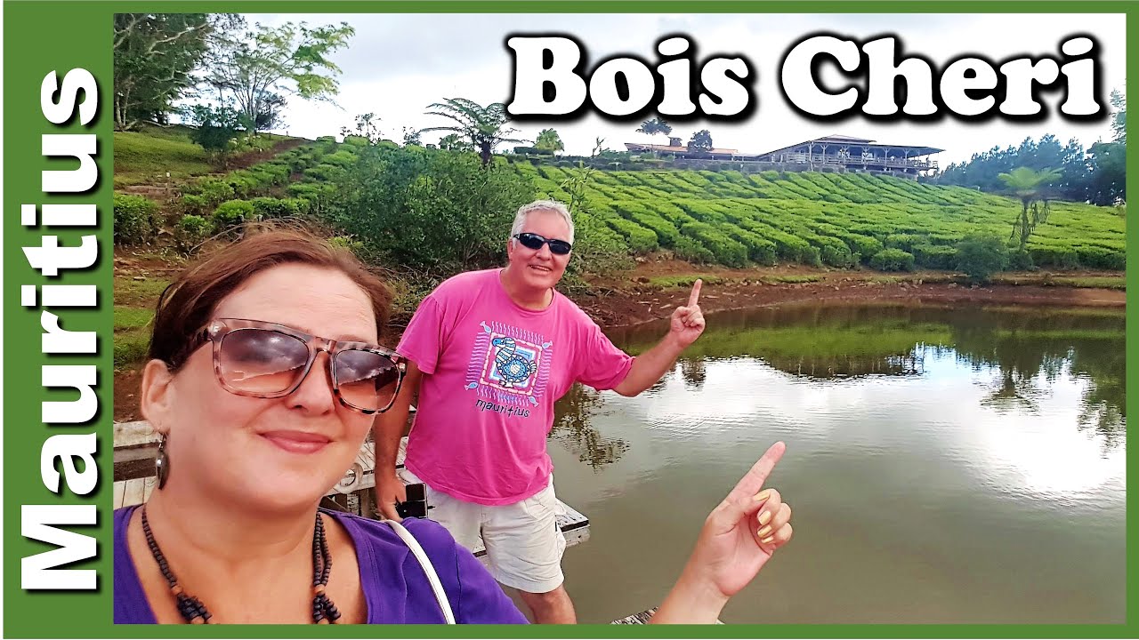 They do pizza! - Bois Cheri tea estate