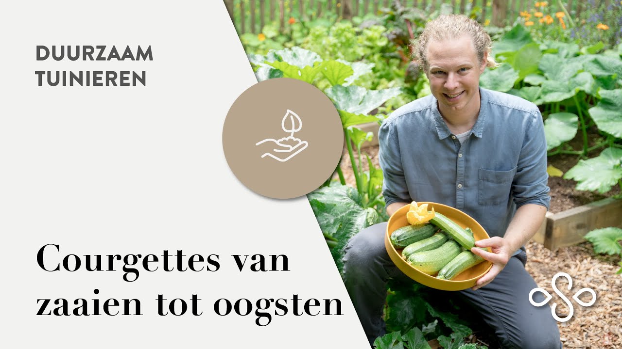 Courgettes van zaaien tot oogsten | Duurzaam Tuinieren