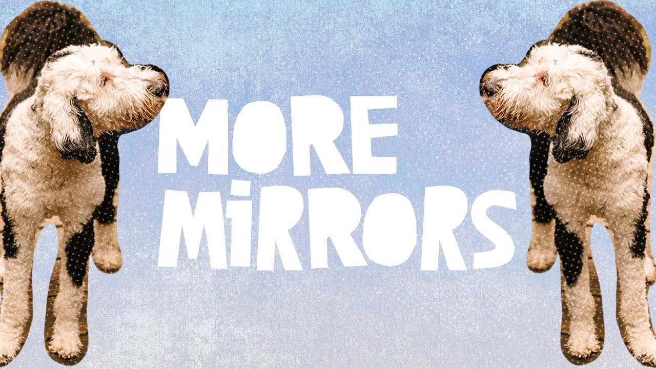 More Mirror Training | Bunny The 