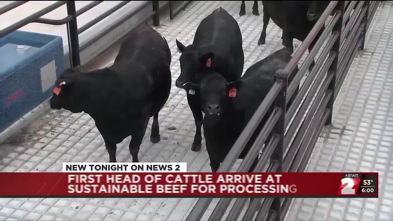 The first head of cattle arrives for processing at North Platte&rsquo;s Sustainable Beef