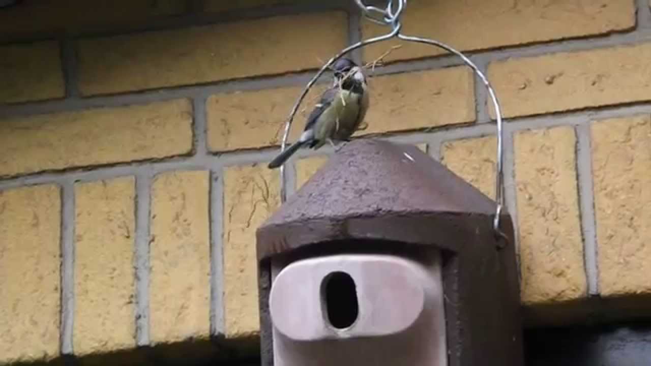 Great Tit with a deformed beak