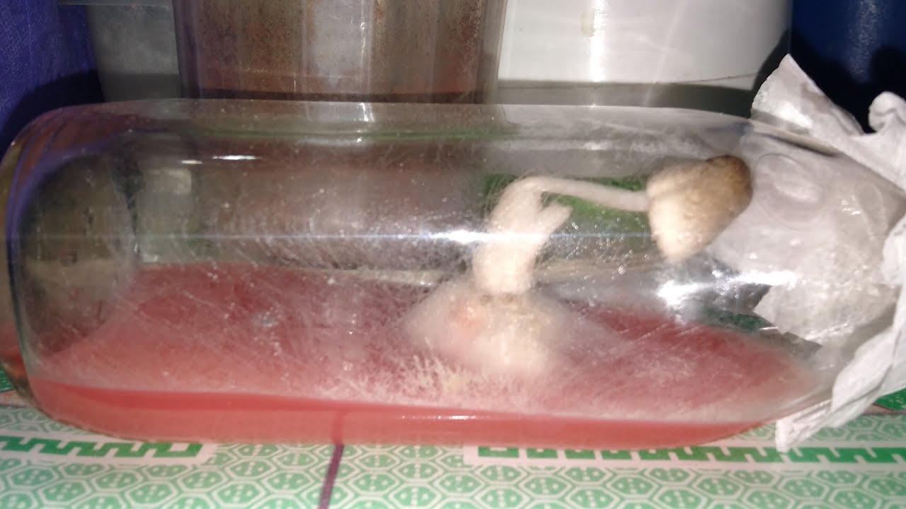 How to make volvariella mushroom/paddy straw mushroom spawn with agar