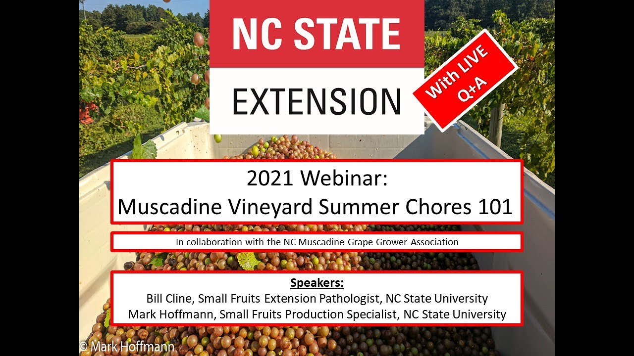 Muscadine Vineyard Summer Chores 101 - Webinar