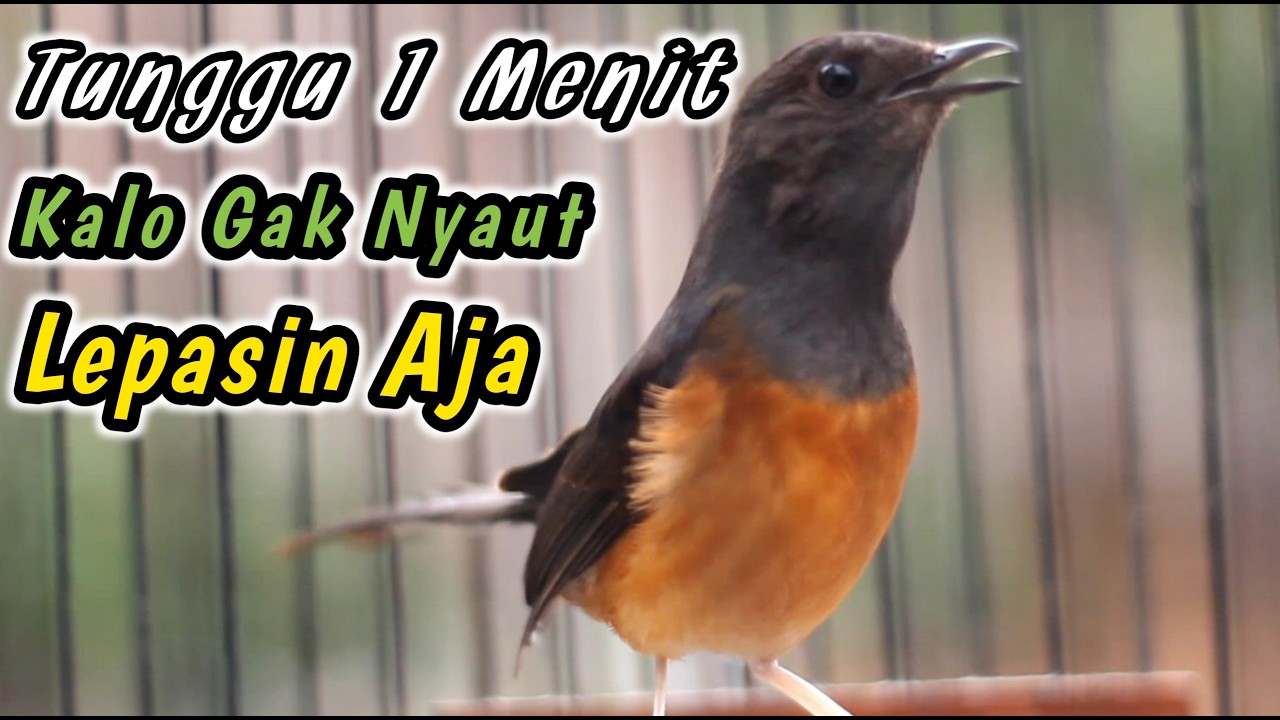 CUMA HITUNGAN DETIK MURAI BATU DIAM PASTI LANGSUNG RESPON‼️KRETEKAN KERAS MURAI BETINA PENGGACOR