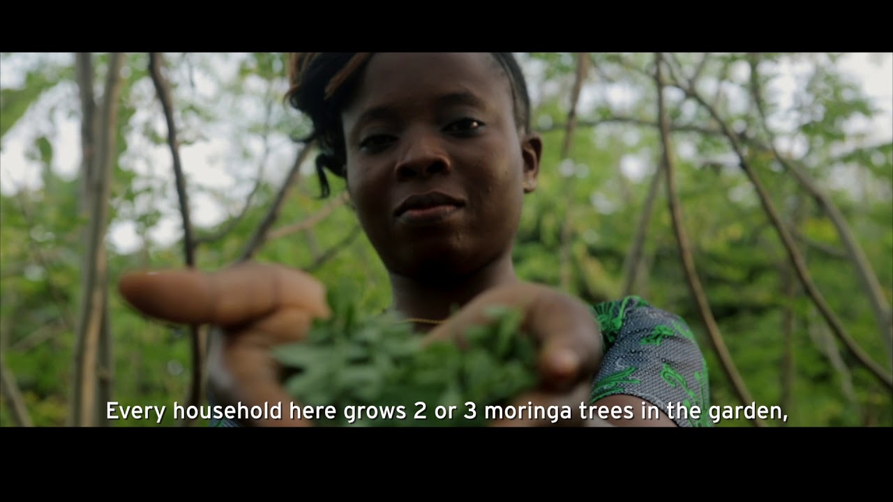 Moringa Enterprise in Benin, West Africa