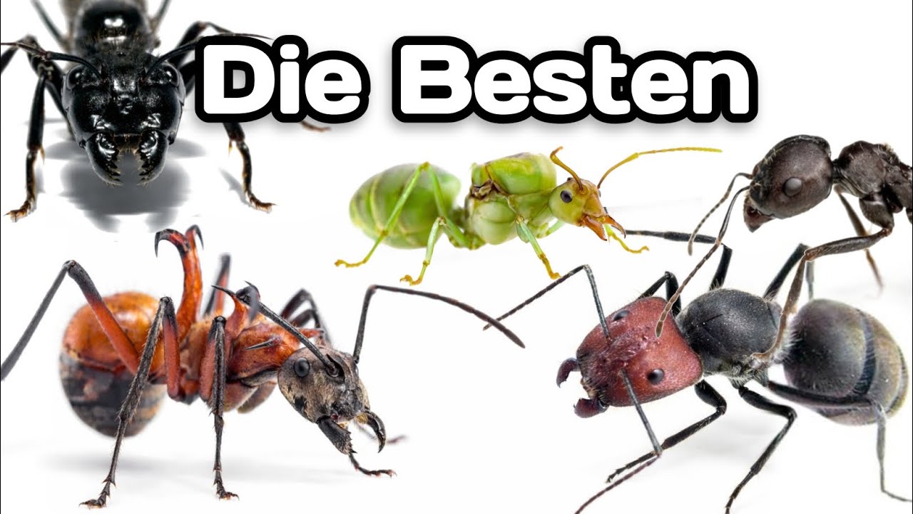 Meine besten Ameisen von 2025.