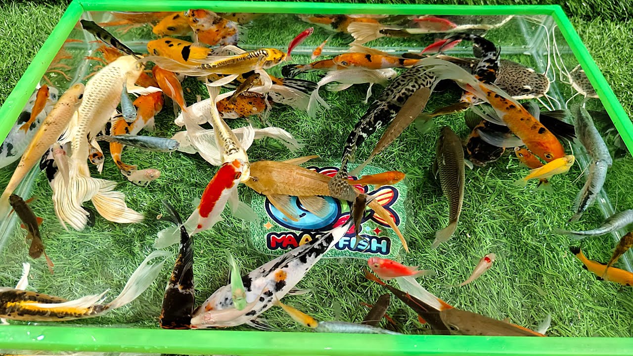 Aquarium Unboxing Ikan Hias Warna Warni, Ikan Glofish Hias, Ikan Lele Hias, Ikan Koi, Ikan Air Tawar
