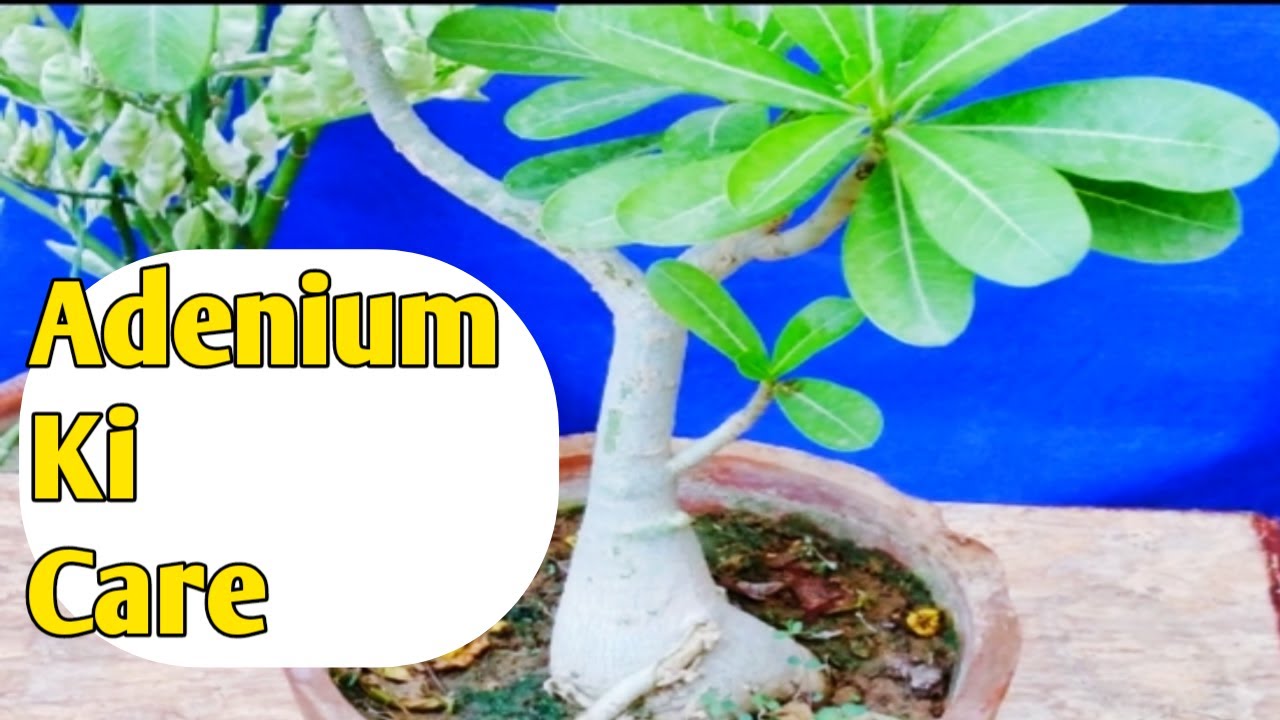 Adenium Plant Care & Flowering Season || Secret Care Tips For Adenium Plant