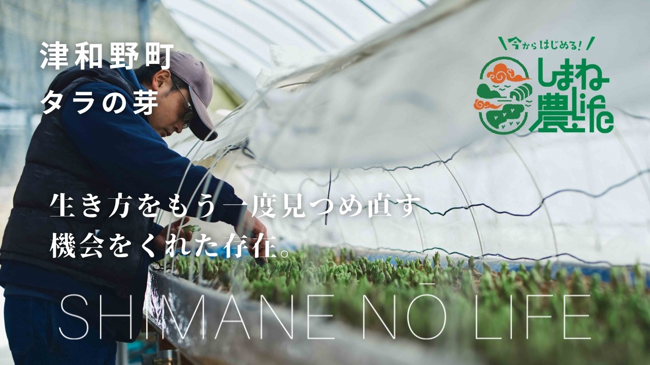 島根で新規就農～タラの芽（津和野町）～