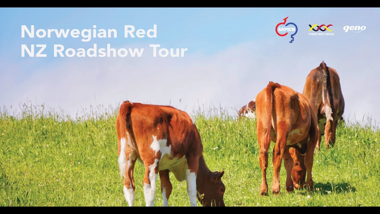Norwegian Red NZ Roadshow Tour Livestream