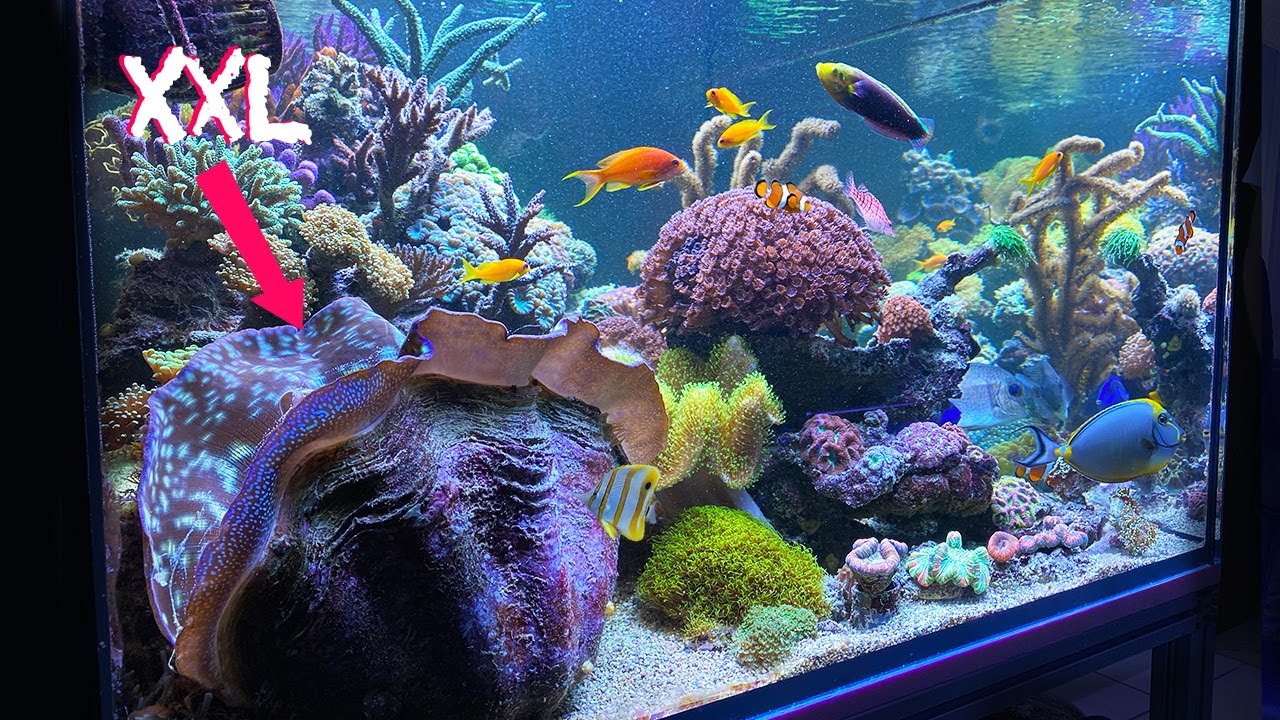 REEF ANIMALS - 