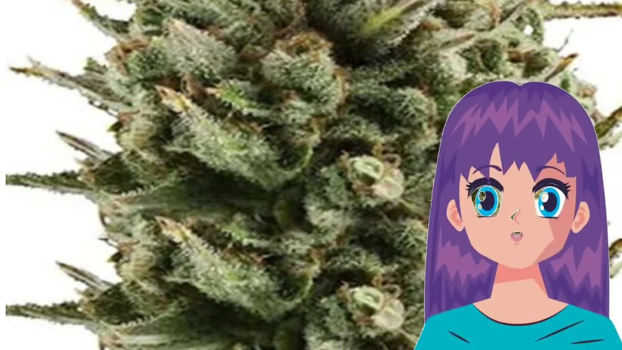 Granddaddy Purple &ndash; Growers Choice
