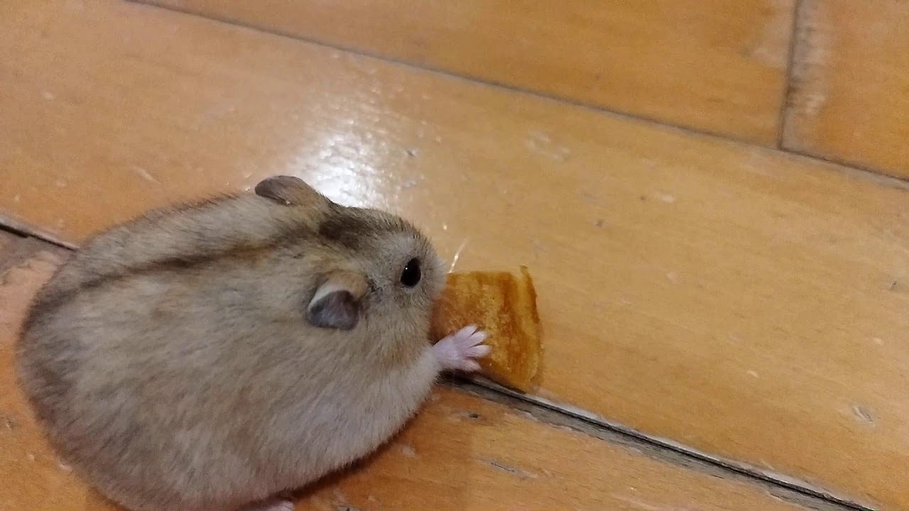 hamster eating cake