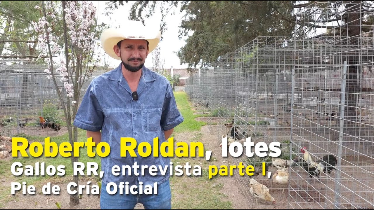 Roberto Roldán, lotes, Gallos RR, entrevista parte I, Pie de Cría Oficial