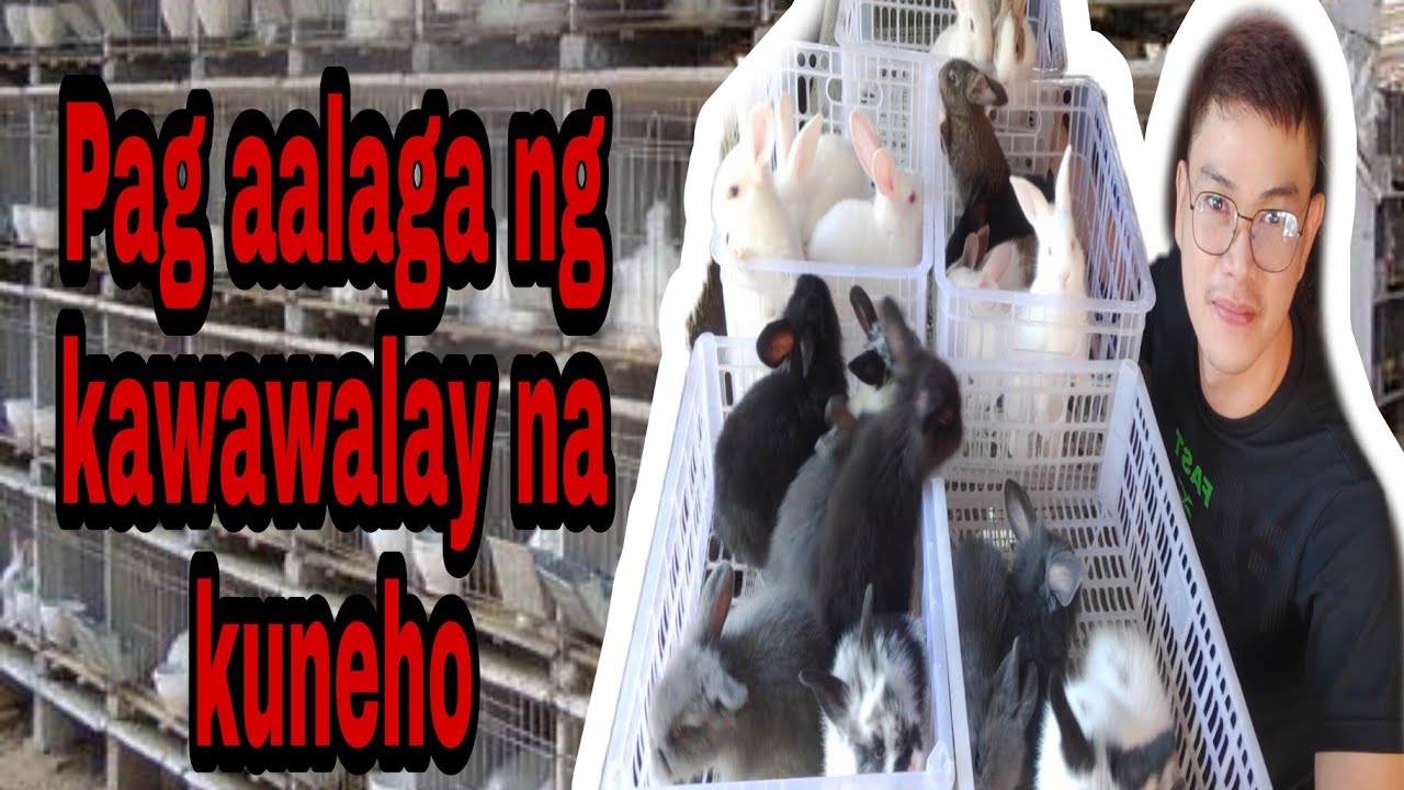 Pano alagaan ang kabibili na Rabbit/kuneho?