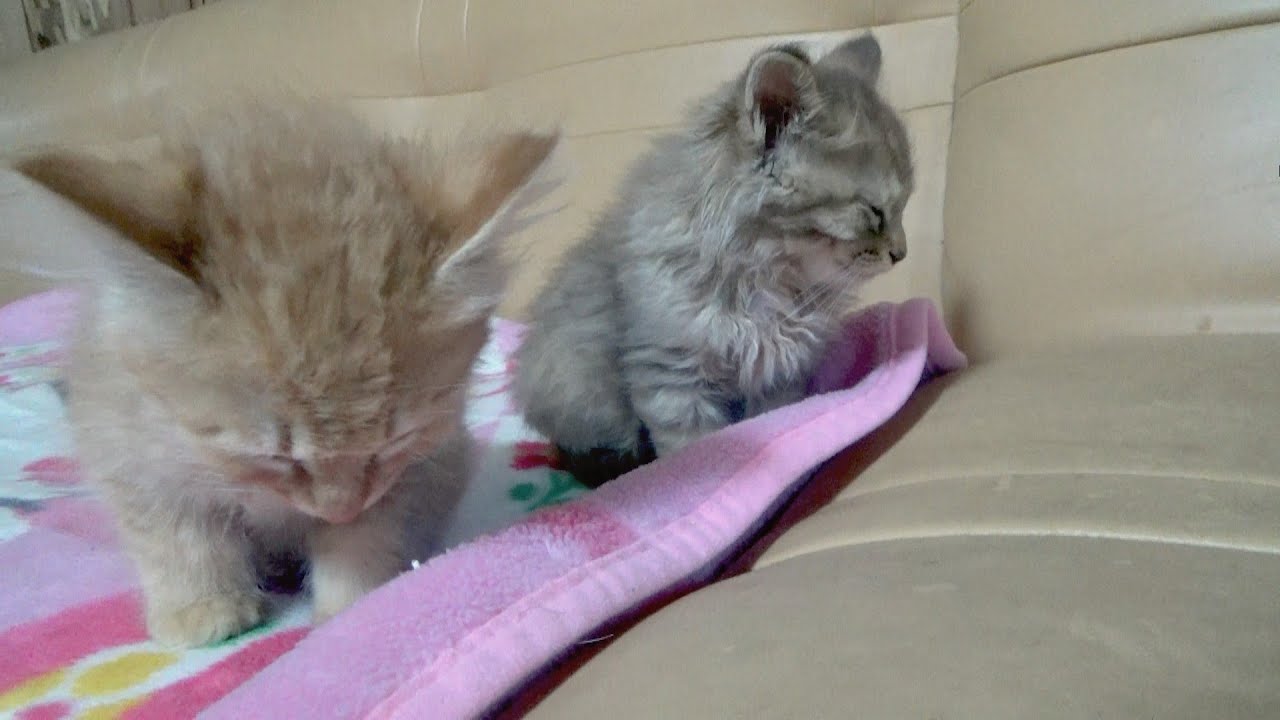起きていたい子猫が力尽きるまで【最後にご報告】