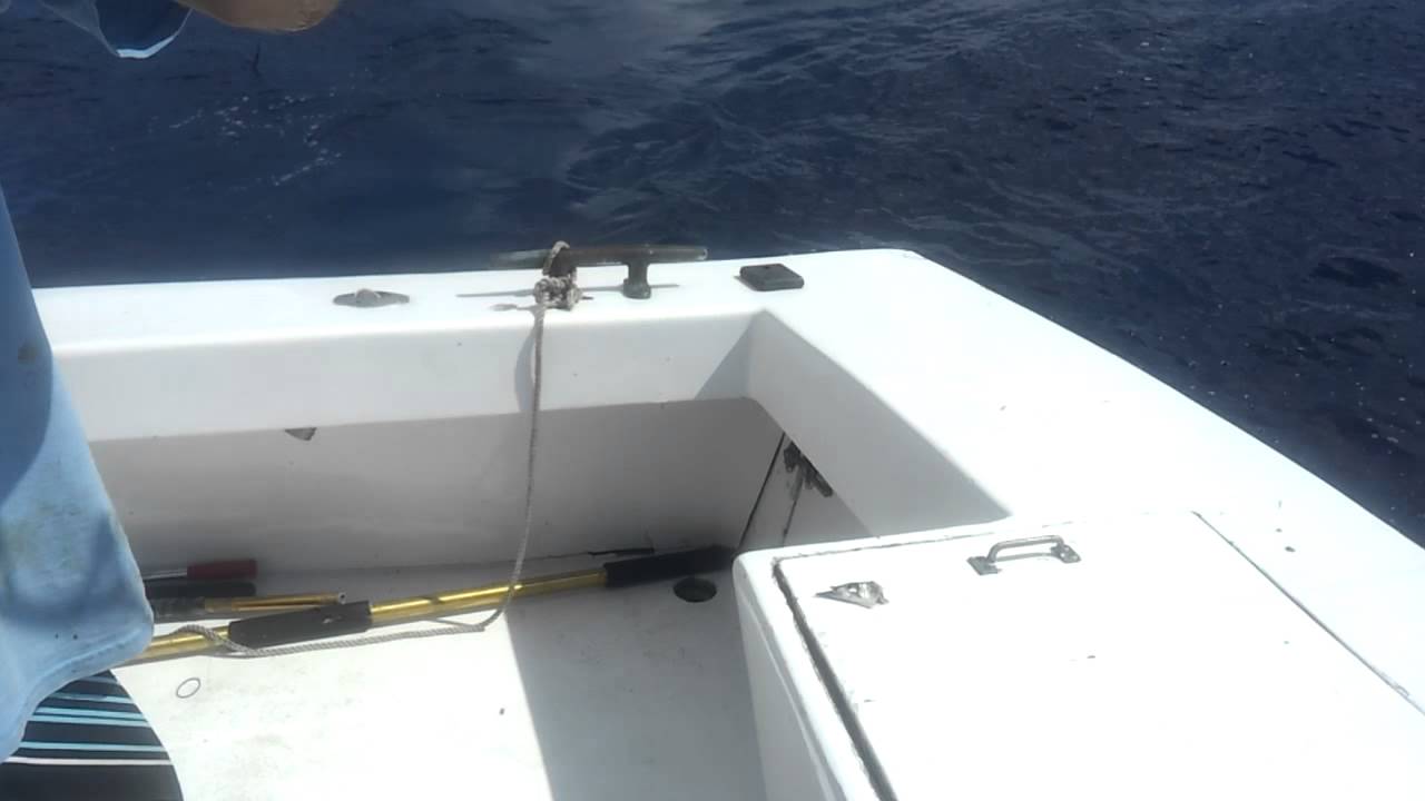 Team L.B.S. land 500lb Blue Marlin