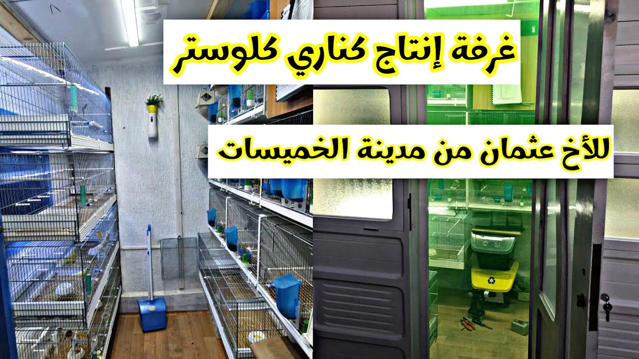 غرفة إنتاج كناري كلوستر للأخ عثمان من مدينة الخميسات gloster production room for Brother Othman