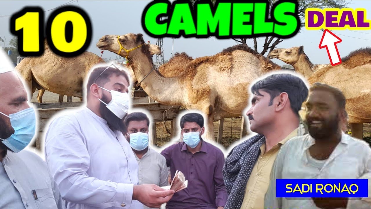 Camel Mandi main 10 camels ki Live Deal 💥 Camel Mandi 💥 Camel Mandi 2024 💥 Lahore Camel Mandi 💥Camel