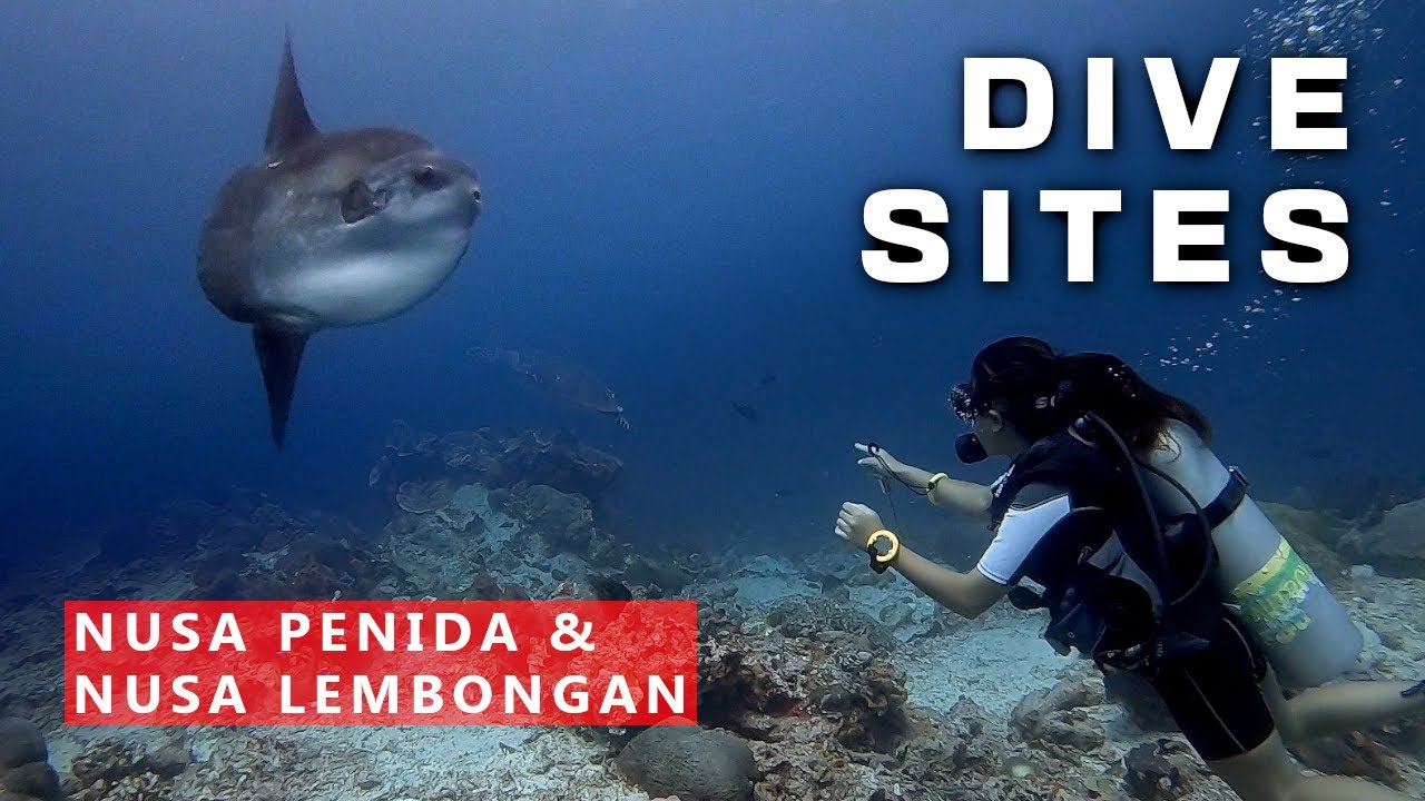 Nusa Penida and Lembongan Dive Sites. Highlights