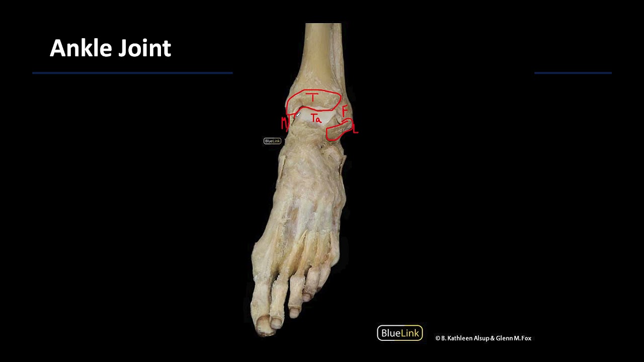 Lower Limb Joints - M1 Dissection Supplement