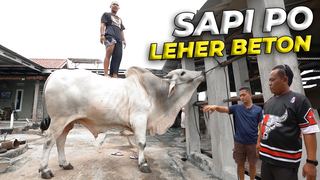 NEMU SAPI PO SUPER LAGI DI PEDALAMAN LAMPUNG! #eps11